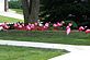 Relay for Life pink flamingos. Taken July 3, 2011 Cascade, IA by Patti Menster.