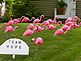 Relay for Life pink flamingos. Taken July 3, 2011 Cascade, IA  by Patti Menster