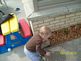 Elisabeth playing with the rocks. Taken April 10, 2010 In the yard by Grandma Debbie.