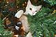 Claudia inspecting the Xmas tree. Taken 12-8-10 our house by Patti Menster.