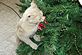 Claudia inspecting the Xmas tree. Taken 12-8-10 our house by Patti Menster.