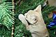 Claudia inspecting the Xmas tree. Taken 12-8-10 our house by Patti Menster.