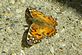 a butterfly basking in the warm sun. Taken 4-17-12 our home by Patti Menster.