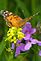 butterfly and wildflowers. Taken 5-5-12 Cascade, IA by Patti Menster.