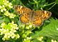 Iowa wildflowers and butterflies. Taken May 5, 2012 our farm by Patti Menster.