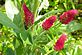 colorful clover seed. Taken May 5, 2012 our farm by Patti Menster.