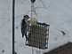 Bird feeding. Taken 2010 Dubuque by Dale Bodell.