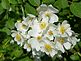 wild roses. Taken May 19, 2012 Dubuque County, IA by Patti Menster.