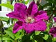 clematis in bloom. Taken May 21, 2012 backyard by Patti Menster.