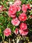 pinks in bloom. Taken May 21, 2012 backyard by Patti Menster.