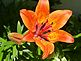 daylily blooms. Taken May 21, 2012 backyard by Patti Menster.