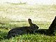 rabbit relaxing in the shade on a hot muggy summer day. Taken June 20, 2012 our backyard by Patti Menster.