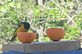 An oriole enjoys an orange. Taken Friday, May 20, on our deck. by Anna Varley.