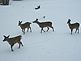 A group of deer in a Dubuque yard. Taken winter of 2010 in Dubuque by Dale Bodell.