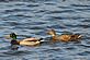 Pair of Ducks. Taken April 1st Missippi River by John J Dalsing.