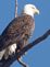 Bald Eagle. Taken March 6, 2010 River Walk by Alaytra Hingtgen.