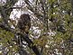 A Bald Eagle sits high in a tree along the Mississsippi River. Taken Sunday north of Dubuque. by Dawn Pregler.