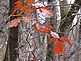 A sharp contrast between the red leaves and black and grays of bark. Taken this weekend at Swiss Valley Nature Preserve. by Dawn Pregler.