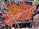 All the colors of Fall in one leaf. Taken Sunday at Swiss Valley Nature Preserve by Dawn Pregler.