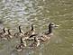 Mama duck takes the kids out for a swimming lesson. Taken on Sunday in the Peosta Channel. by Dawn Pregler.