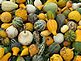 A wide variety of gourds were harvested. Taken this fall at the farm. by Dawn Pregler.