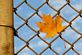 Don't fence me in!. Taken November 6, 2011 Flora Park by Laurie Helling.