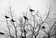 The songbirds of November. Taken November 2011 Dubuque Iowa by Laurie Helling.