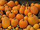 We grew a bumper crop of nice pumpkins this year . Taken this fall at the farm. by Dawn Pregler.