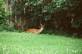 Mother deer laying in wait for her children 