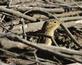 &quot;The pop-up&quot;--Thirteen-lined ground squirrel pops-up from branch pile.. Taken October 15, 2023 O&#39;Leary&#39;s lake, Wisconsin by Veronica McAvoy.