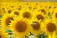 A sea of yellow. Taken in mid September in Belle Plaine, Iowa by Lorlee Servin.