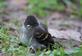 A baby wood pewee rests on the ground with a cute face.. Taken August 26, 2023 Mines of Spain, Dubuque, IA by Veronica McAvoy.