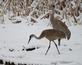 Snowy Sandhill cranes.. Taken March 9, 2023 John Deere marsh, Dubuque, IA by Veronica McAvoy.