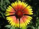 Gaillardia in backyard of Glen Steffenson