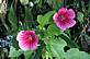 Hollyhocks in backyard of Glen Steffenson