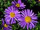 Purple Aster in backyard of Glen Steffenson