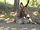 baby burro at Custer Park