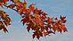 Maple leaves. Taken oct 11 2009 151/61 HWY rest area by Dongfang.