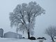 Tree during ice storm.. Taken January 2010 North of Dubuque by Carol Frommelt.