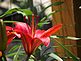 Red Lily. Taken 6-6-10 Backyard by Peggy Driscoll.