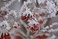 Hoar Frost with Red Berries. Taken 1/16/2010 Dubuque, IA by Dale Bjerning.