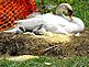 two of our 2-day-old baby swans with their mama. Taken May 1, 2010 At our ponds on Ihm Road, Dodgeville, WI by Tricia Ihm.