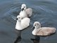 Our three baby swans on our pond 2-1/2 weeks old. Taken 5/16/10 Sunday At our ponds on Ihm Road, Dodgeville, WI by Tricia Ihm.