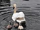 Baby swans following mama. Taken 05/16/10 Sunday Our pond Ihm Road, Dodgeville, WI by Tricia Ihm.