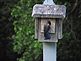 Bluebird saying hello to the wrens. Taken 6-9-10 Backyard by Peggy Driscoll.