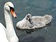 mama swan staying close to her 2 month old cygnet while it sleeps on the water. Taken June 2010 Our pond Ihm Road, Dodgeville, WI by Tricia Ihm.