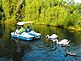 swan family following paddle boat on our pond. Taken June 2010 Our pond Ihm Road, Dodgeville, WI by Tricia Ihm.