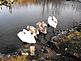 our swans mama, papa and  2 babies that are now 6 months old. Taken November 2010 Our pond Ihm Road, Dodgeville, WI by Tricia Ihm.
