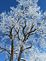 A frosted tree stands tall against a briliant blue background. Taken after the last snowstorm in Dubuque county. by Dawn Pregler.