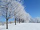 A beautiful row of frosted trees stand tall. Taken after the last snowstorm near town. by Dawn Pregler.